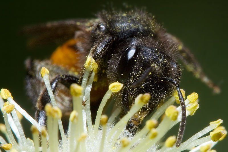 верба, весна, пчела у кого рыльце в пушку... фото превью