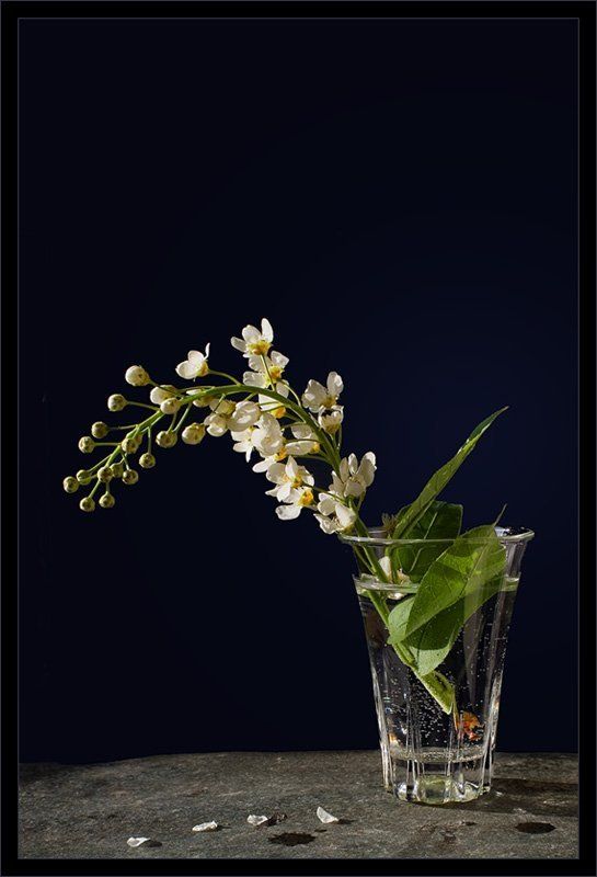 черемуха черемуха фото превью