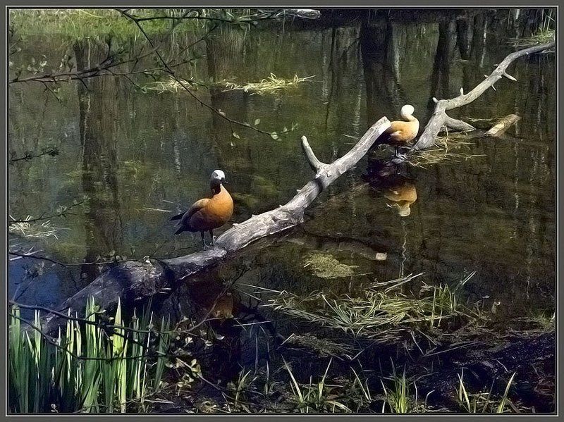 пруд , уточки, сад Весна в Ботаническом саду фото превью