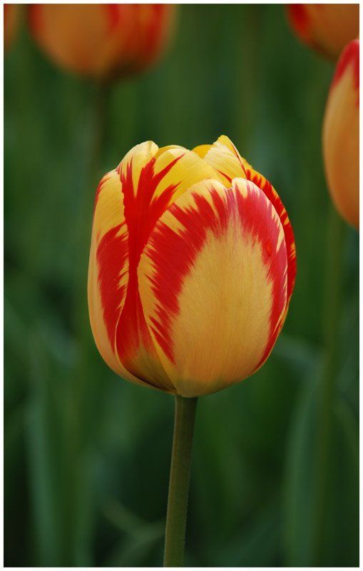 Фан-фан-тюльпан! фото превью