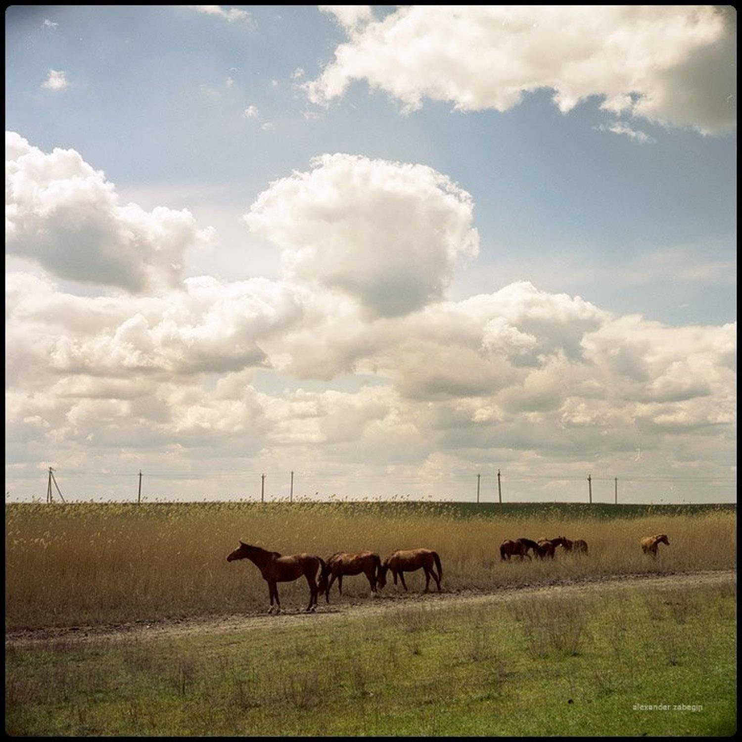 лошадь, лошади, конь, horses, horse, equi, zabegin, Alexander Zabegin