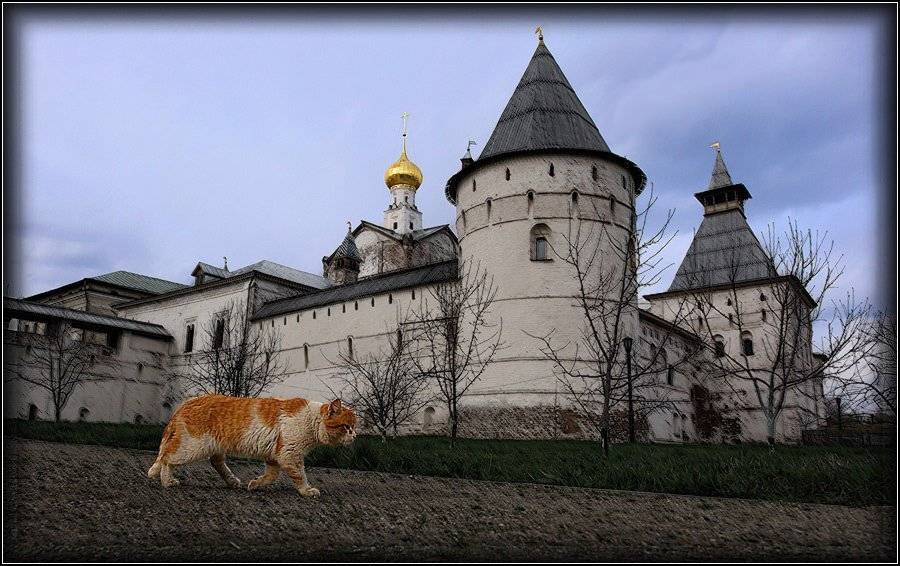 кот, кремль, senjor