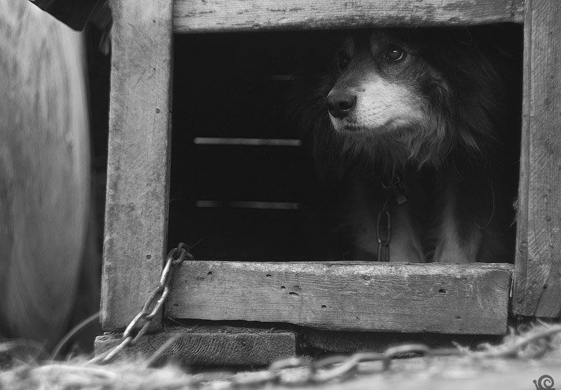 пират фото превью