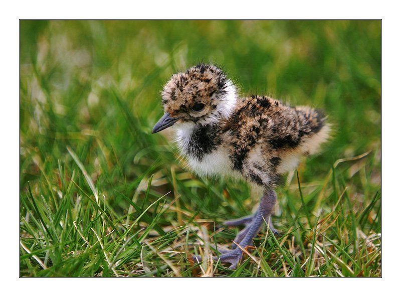 чибис птенец Чибисенок фото превью