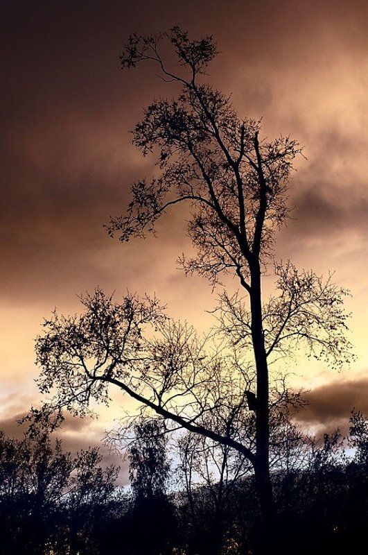 дерево, закат, тучи, небо Тревога... фото превью