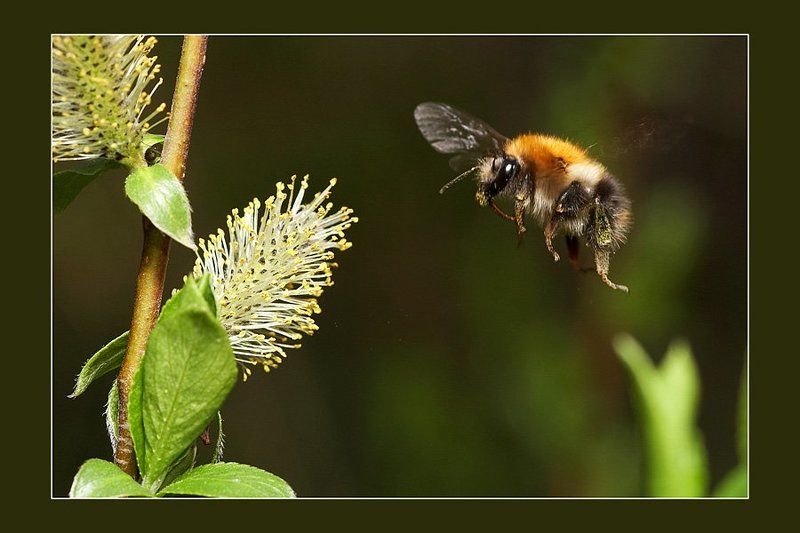 Полёт шмеля или \