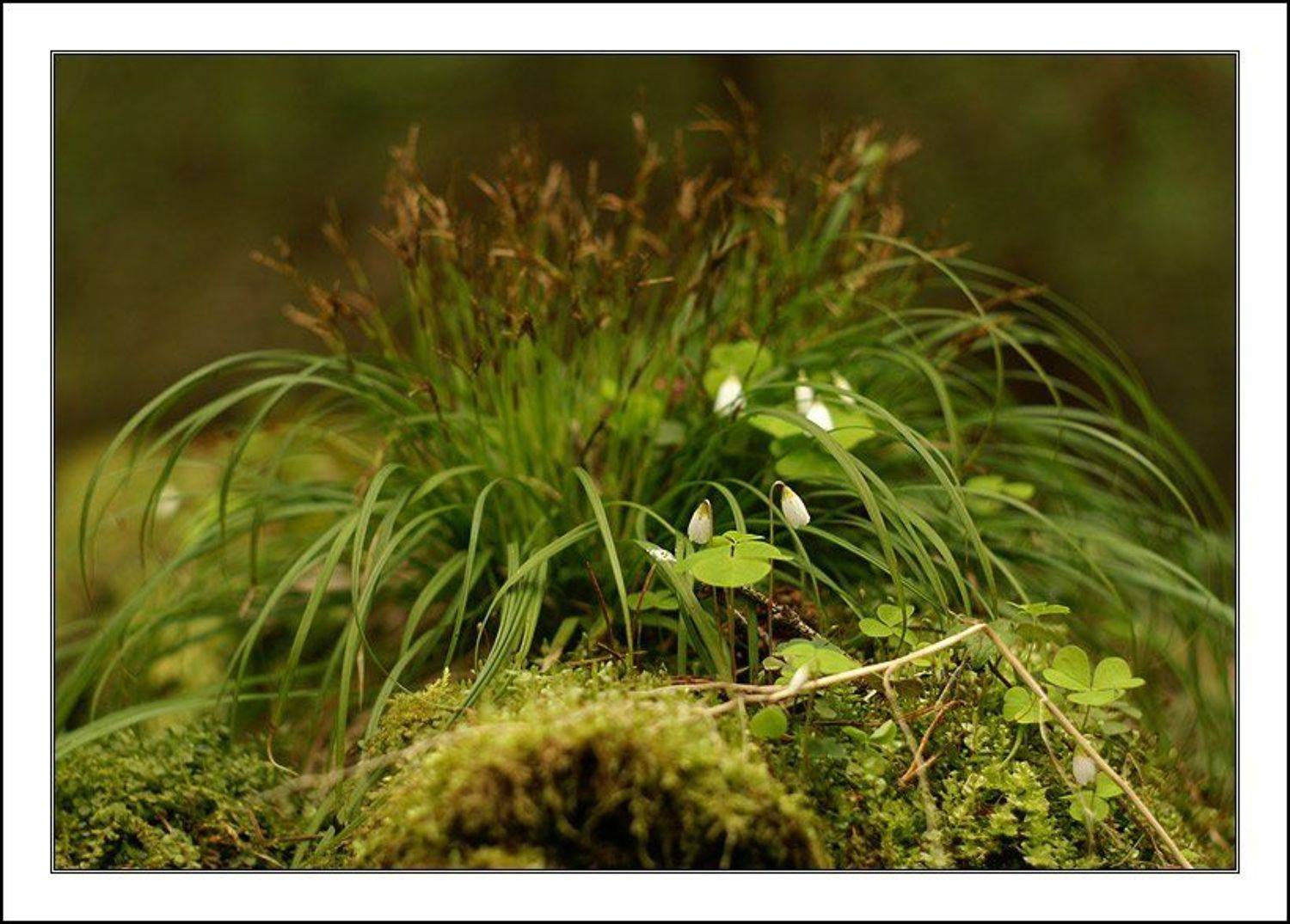 кислица, мох, цветы, первоцветы, jouris