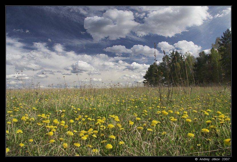 облака, лето, поле, небо, одуванчики, пейзаж, photohunter, Андрей Житков