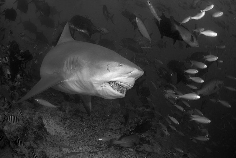 bullshark Smile фото превью