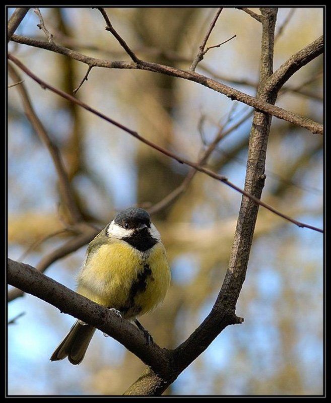 птица, синица НЕВЕЛИЧКА фото превью