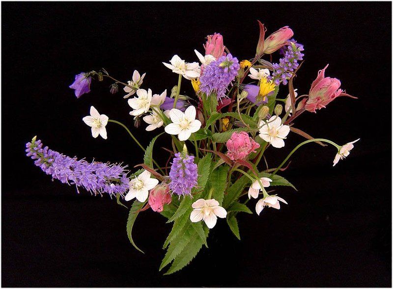 цветы Букетик таёжных цветов фото превью