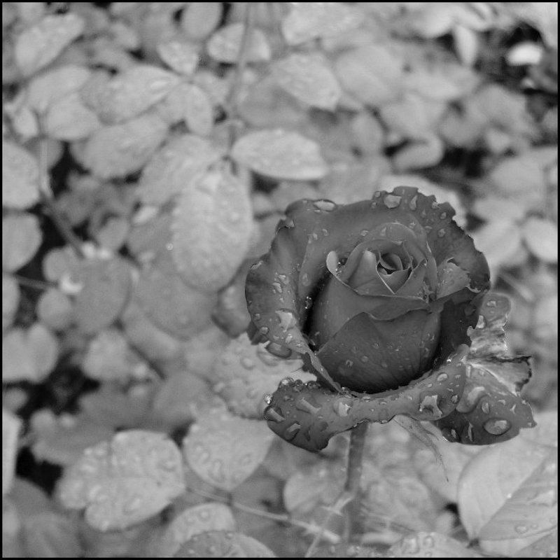 роза, капли МОЯ РОЗА фото превью