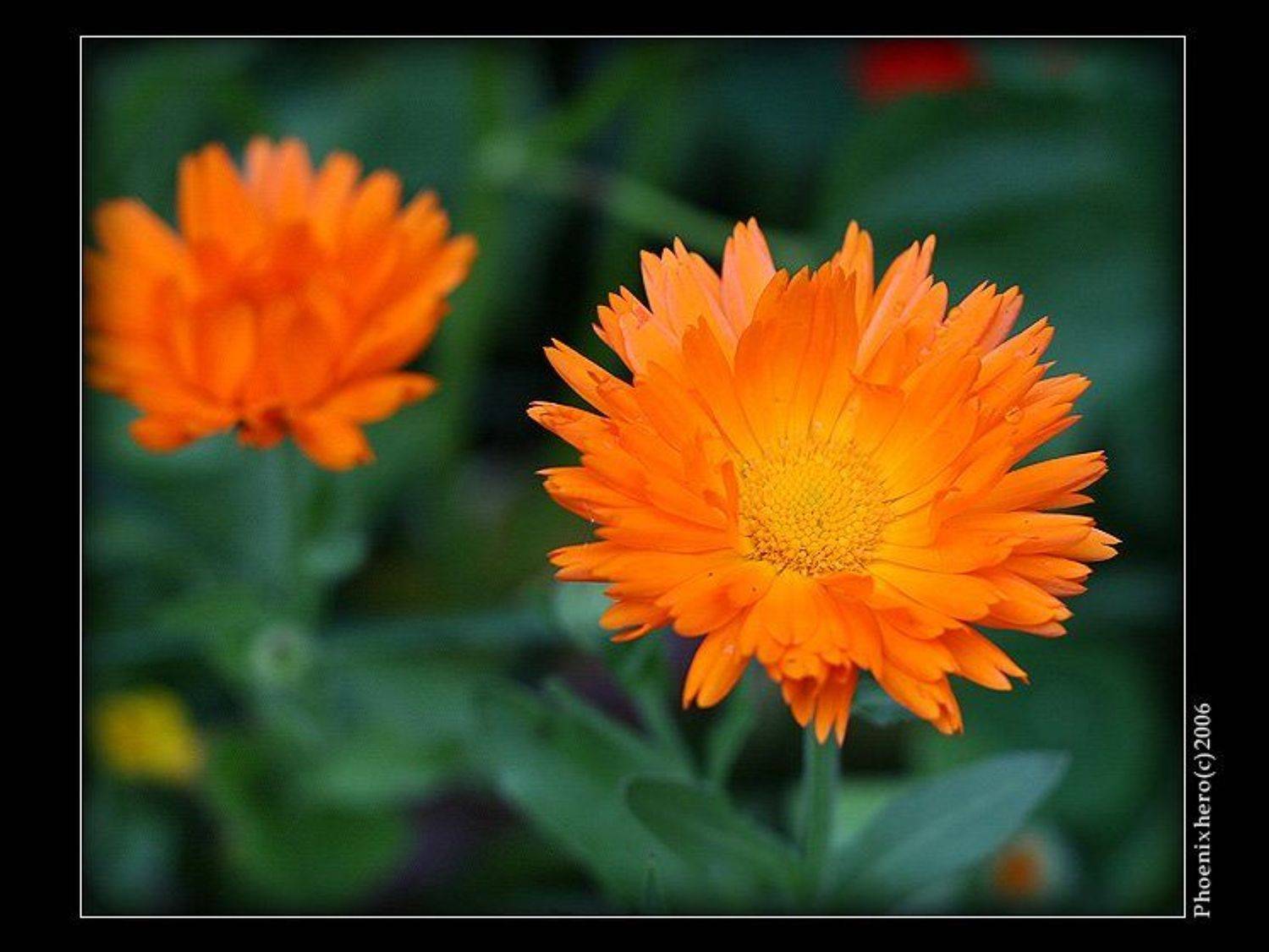 , Леонид Журавлев