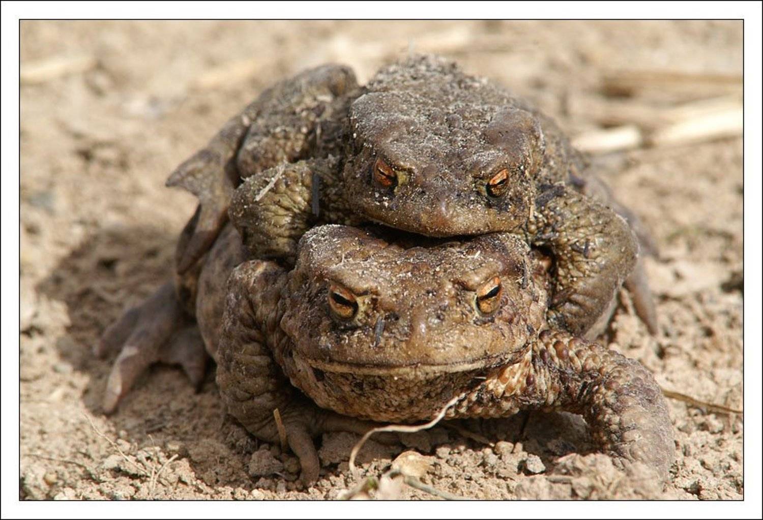 жаба, секс, весна, jouris