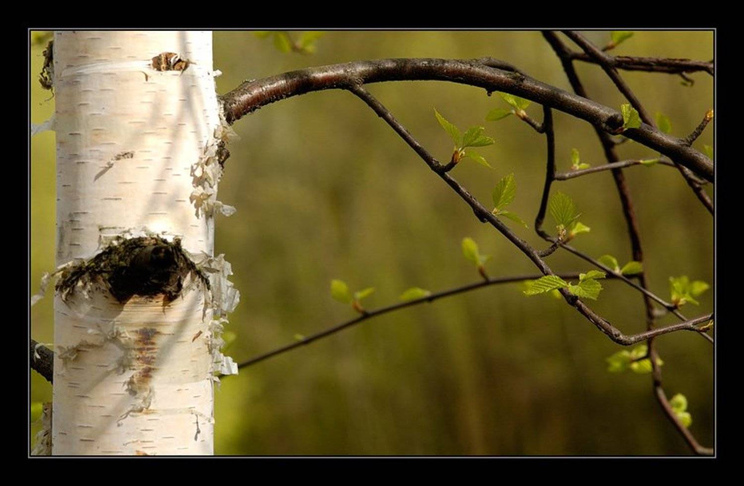 береза, зелень, листва, весна, Капустин Николай