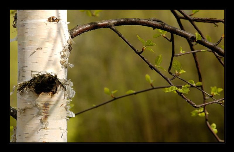 береза, зелень, листва, весна Молодняк фото превью