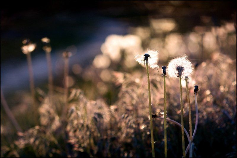 Подготовка к лету. Сезон одуванчиков. фото превью