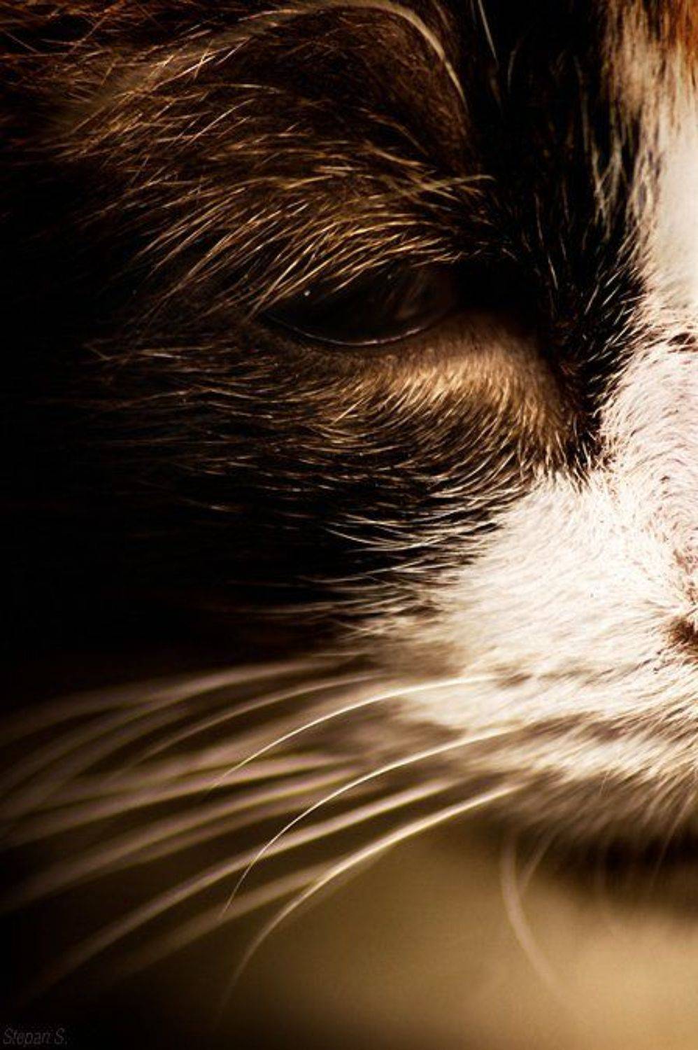 боюсь, этого, кота,, StepanS