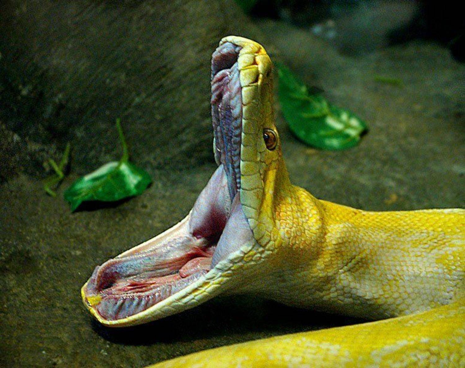 желтый питон,зевок, Евгений Пугачев.