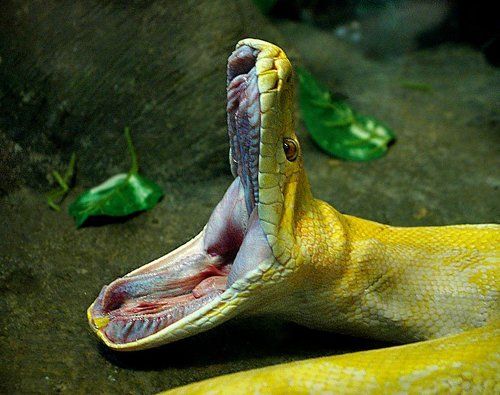 Хочу кушать