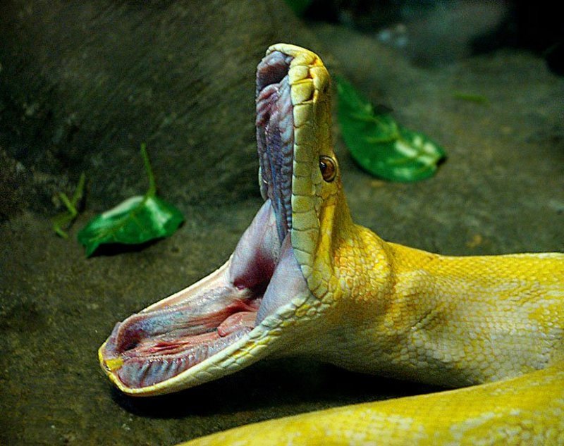 желтый питон,зевок Хочу кушать фото превью