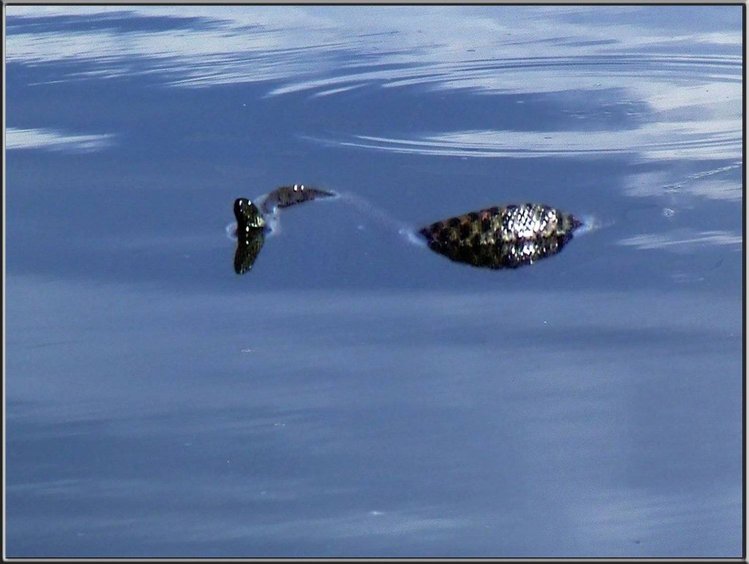 природа, животные, змеи, Tatjana Nep