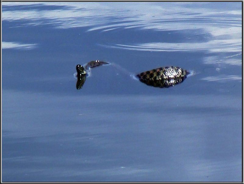 природа, животные, змеи Гадюка-путешественница фото превью