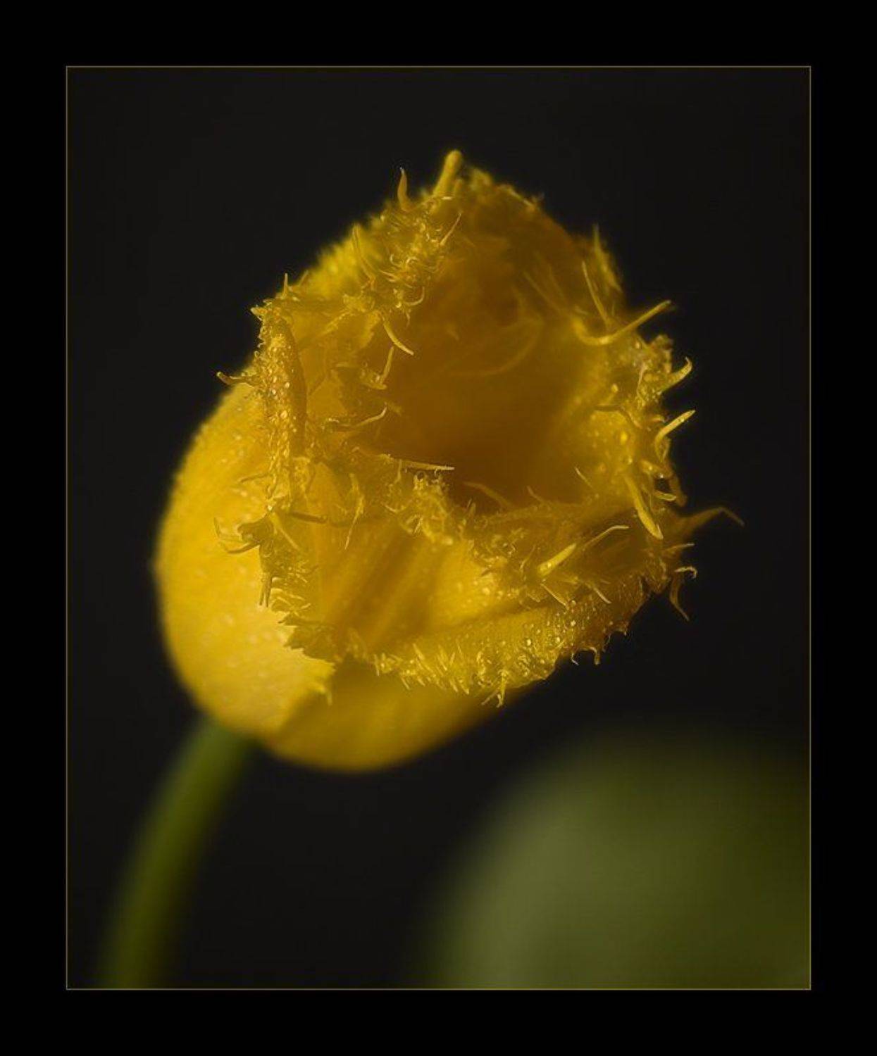 , Павел М. Цветков