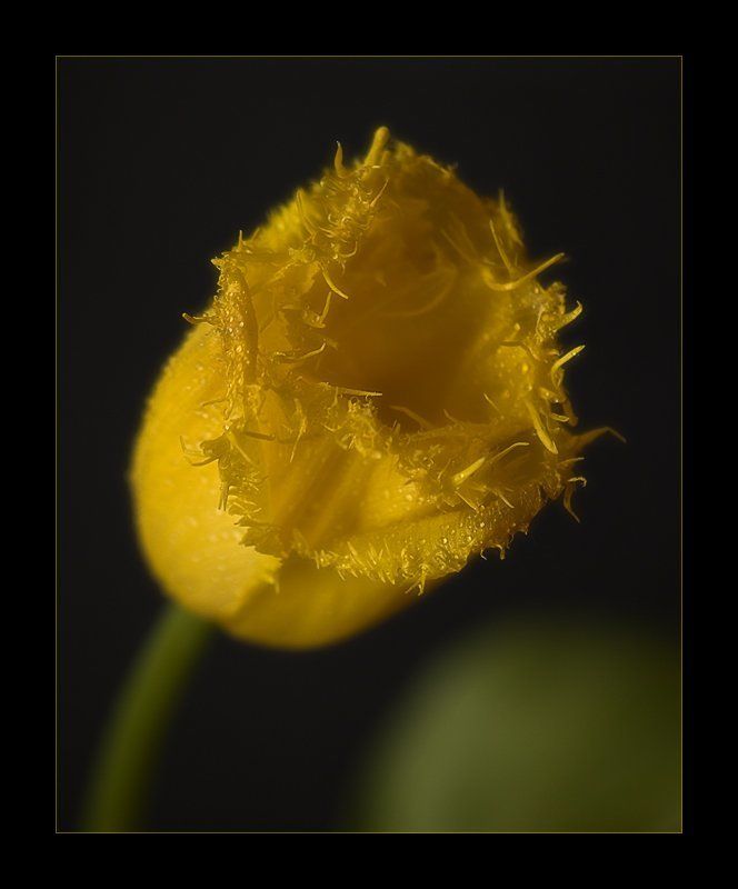 Цветочная серия (1) фото превью