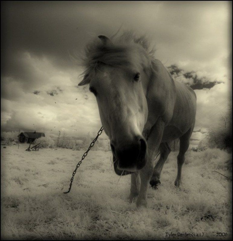 infared инфракрасная ик ir эх,мне бы дьявола-коня... фото превью