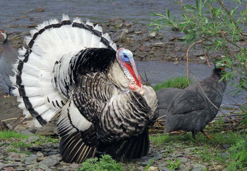 Хахаль фото превью