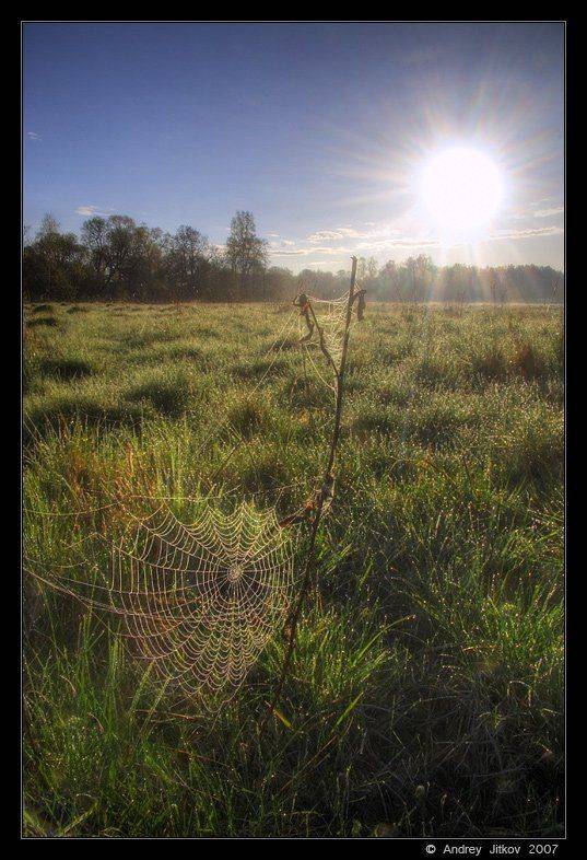 родинка, май, утро, солнце, паутина, роса, поле, пейзаж, photohunter, Андрей Житков