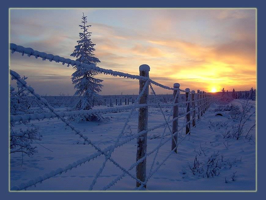 колючка,зима,якутия, Солодухин Виктор