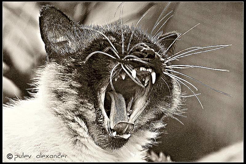 кот,животные,стилизация,страх,юмор Молча-а-а-а-а-т-ь........!!! фото превью