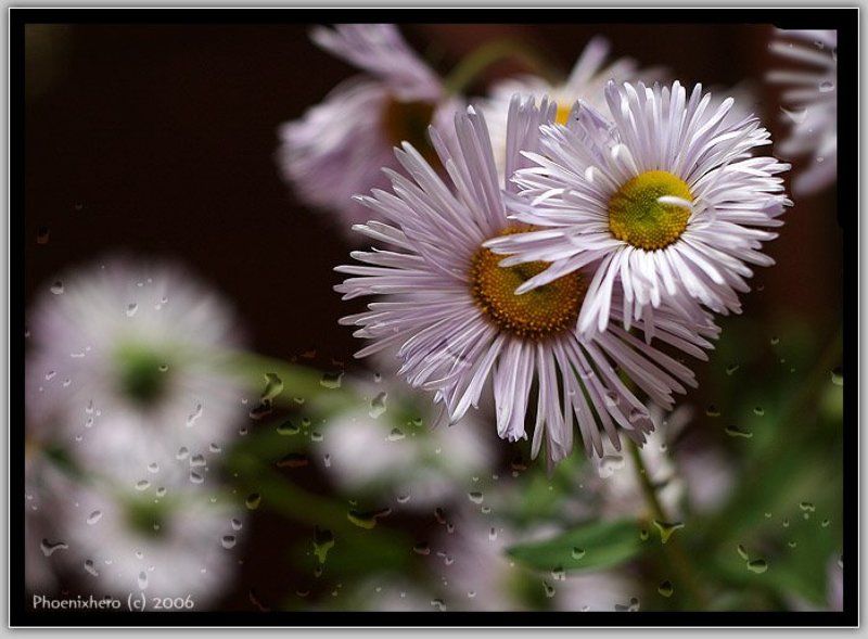 Сиреневые ромашки фото превью