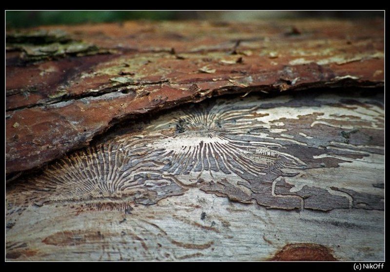 дерево, сосна, кора ...дерево... фото превью