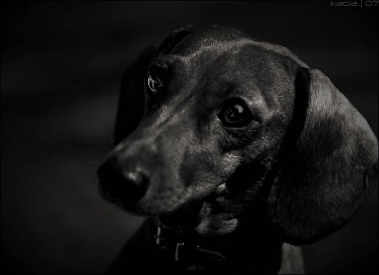 такса, животные, собака, kacia