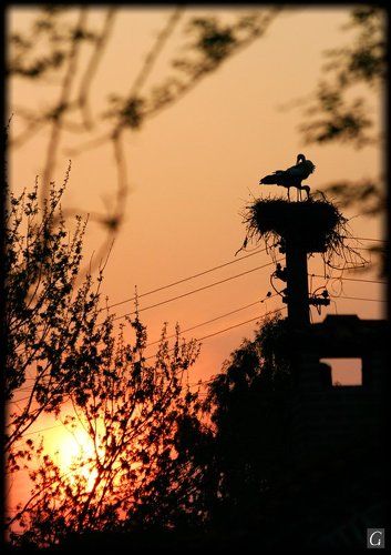 Закат с аистами.