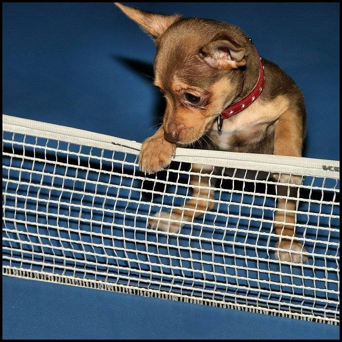 русский той-терьер, Cairns