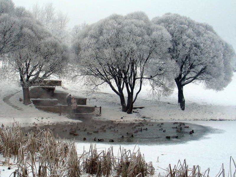 зима, утки, любовь Все уже и уже сжимается круг... фото превью