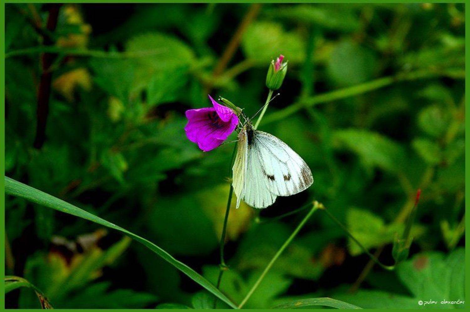 краски,лето,архив,бабочка,колокольчик,трава,зелень, Александр Путев