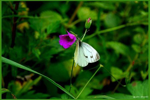 Краски лета...