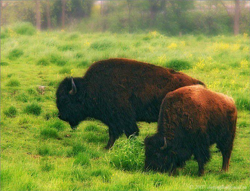 бизоны, buffaloes, Pilgrim