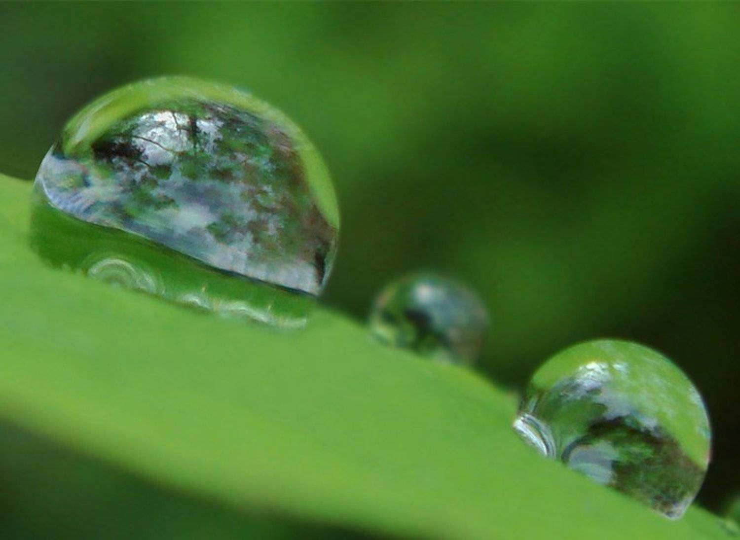 капли,отражения, Надежда Муравьёва