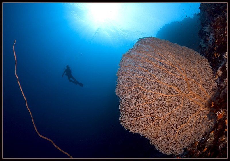 море, дайвер, коралл Классическая подводная зарисовка фото превью