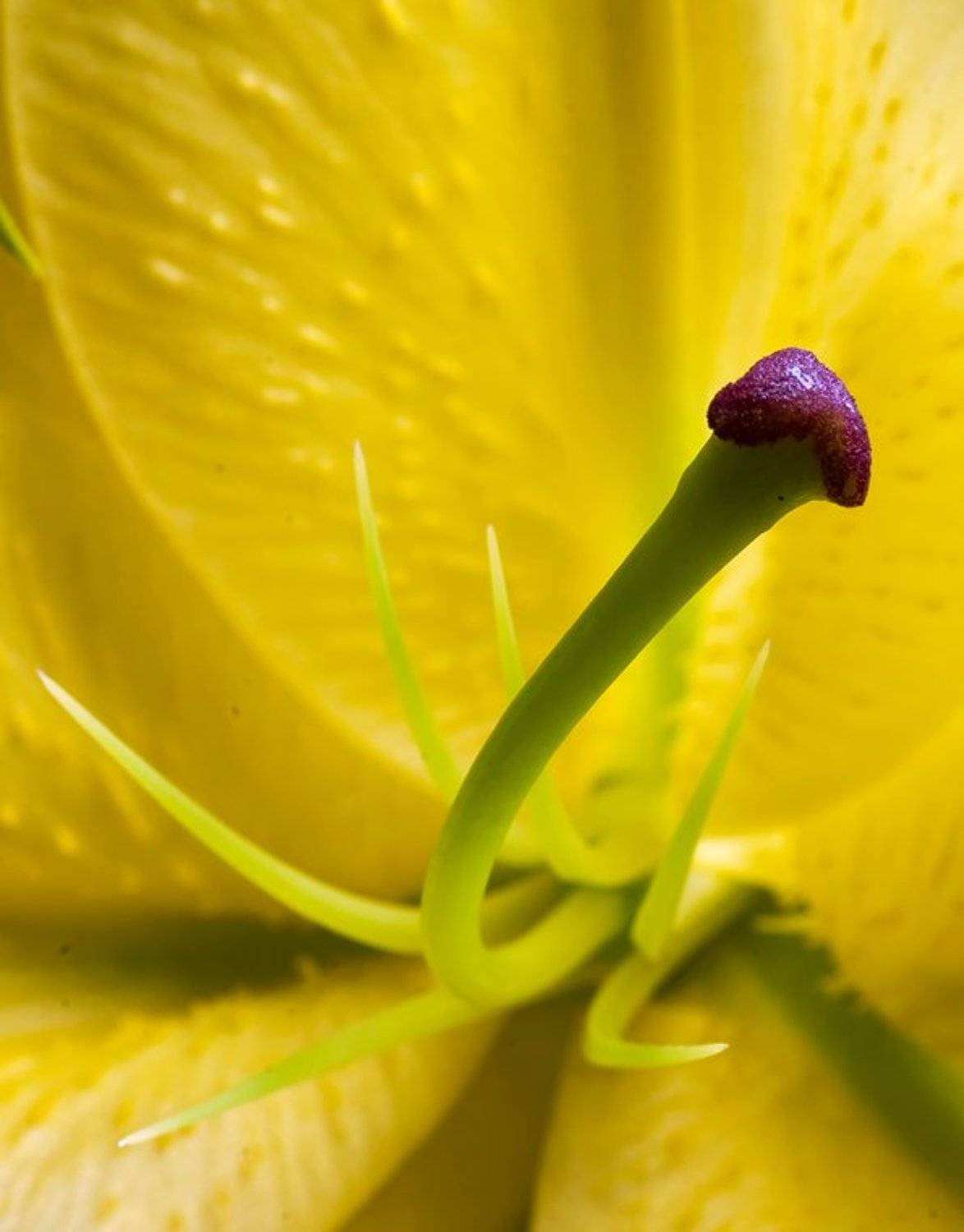 макро, лилия, Albert SmirnoV