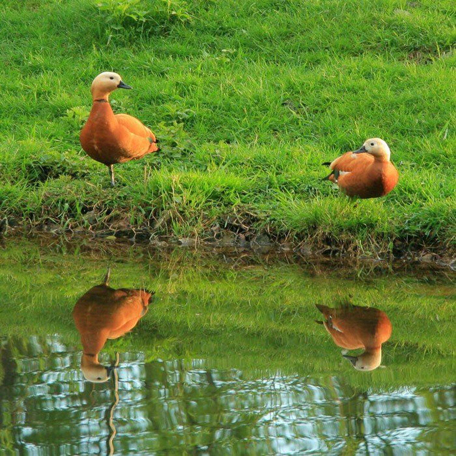 утки, пруд, парк, Александр Ларцев