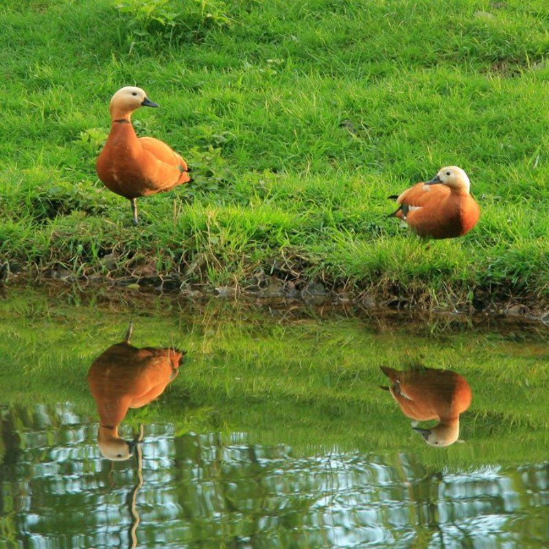 утки, пруд, парк На пруду фото превью