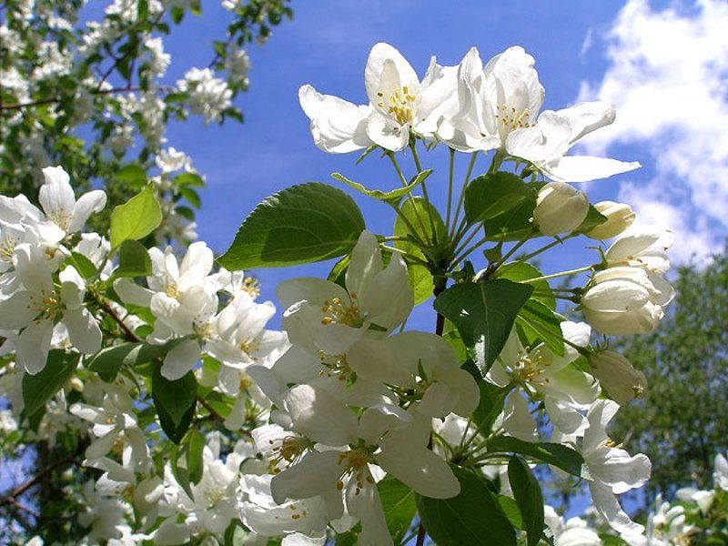 природа Весна. фото превью