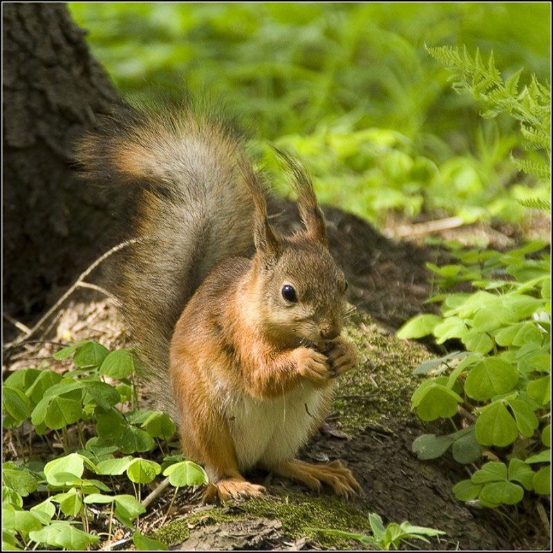 петергоф, белка  фото превью